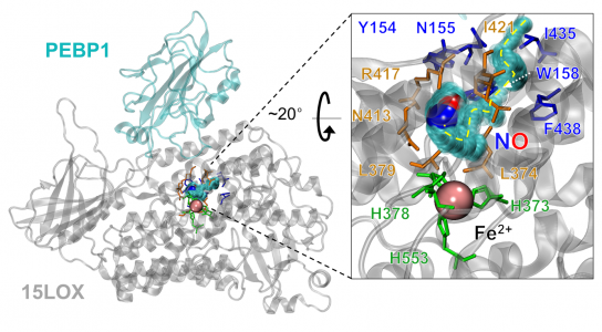 Komputerowy model kompleksu PEBP1-lipoksygenaza (PEBP1-15LOX, współrzędne obu białek uzyskane metodami krystalografii) wraz z miejscem katalitycznym w skład którego wchodzi jon żelaza (oznaczony jako różowa sfera) kowalencyjnie związany z histydynami i izoleucyną z lipoksygenzy (zielone aminokwasy). Na niebiesko wyświetlono aminokwasy, które zlokalizowane są przy wejściu do tunelu w lipoksygenazie, który otwiera się na skutek oddziaływania z tlenkiem azotu. W kolorze pomarańczowym wyśwtelone są aminokwasy, które stabilizują oddziałanie tlenku azotu z białkiem w miejscu kataliczytnym białka, do którego przychodzi substrat. Żółta, przerywana linia wskazuje ścieżkę tlenku azotu wewnętrz lipoksygenazy.  [fot.dr Karoluna Mikulska-Rumińska]